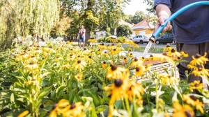 A locsolst a lakk is elvgezhetik - hborog olvasnk
