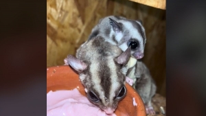  Cukormkus baba szletett a komli Mini Zoo-ban (vide)