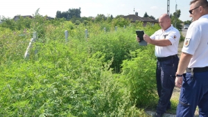 Virgzik a parlagf, az allergisok ers tnetekre szmthatnak