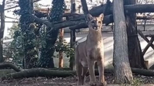 Visszavonult fjt Sangha, de vajon mitl ijedt meg? (videk)