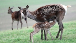 �jabb vadg�zol�s t�rt�nt P�csen, elpusztult egy �z