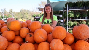 Halloween, Mrton-nap: tkdmping van s lesz is az rusoknl