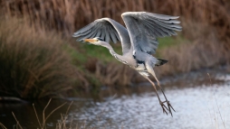 Szrny dolog trtnhet, ha eteti a vzimadarakat