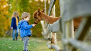 Meslnek az llatok a gyerekeknek a pcsi zoo-ban