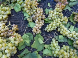 Szeptember kzepe - kezddik a prbaszret